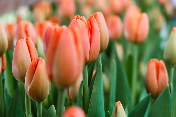 温室里盛开的珊瑚郁金香。自然背景。小生意。春天的概念,园艺。妇女节和母亲节。图片下载