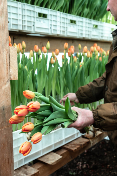 一名温室工人在温室里剪珊瑚郁金香出售。小生意。春天的概念,园艺。妇女节和母亲节。图片下载