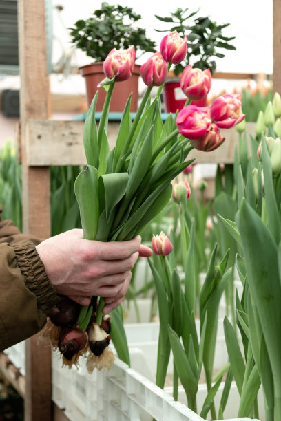 一名温室工人在温室里剪出售的粉红色郁金香。小生意。春天的概念,园艺。妇女节和母亲节。手关闭。图片下载