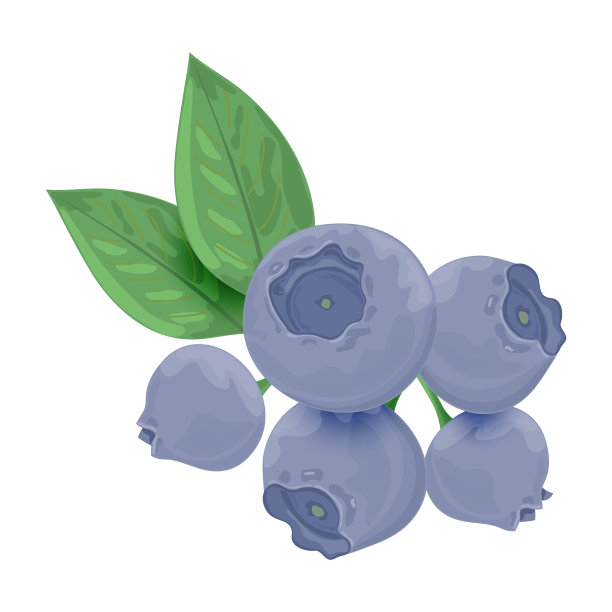 一枝新鲜的蓝莓。蓝莓图片下载