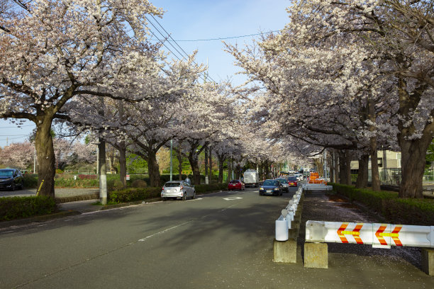 在樱花盛开的街道上的交通在国立市东京广角镜头图片下载