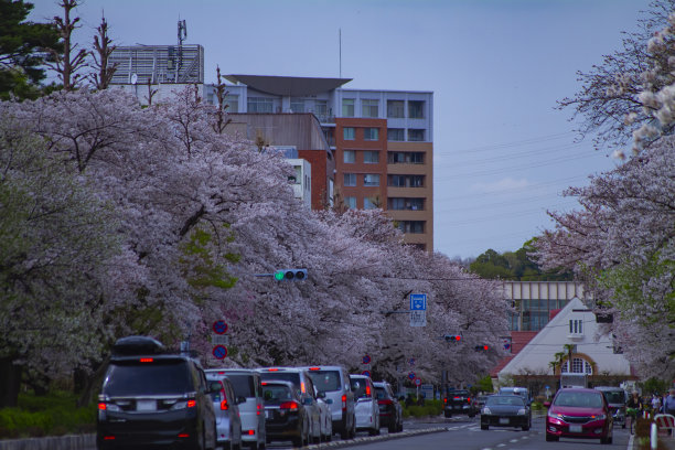 在樱花盛开的街道上的交通在国立市东京广角镜头图片下载