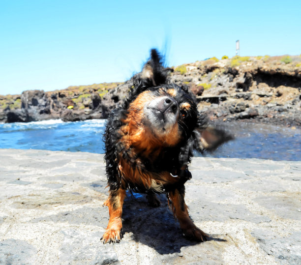 潮湿的黑狗图片下载