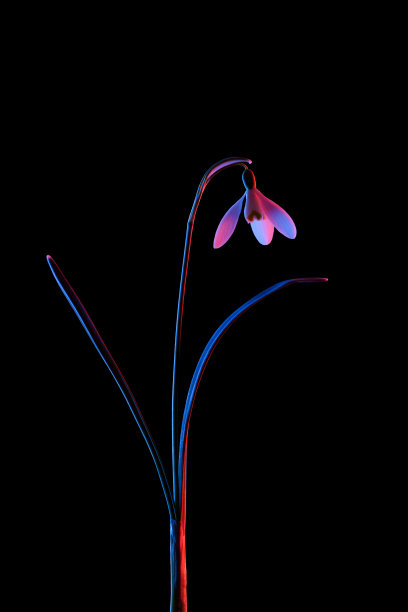 春天的雪花莲在粉色和蓝色霓虹灯孤立的黑色图片下载