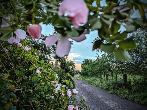 路上的花图片下载