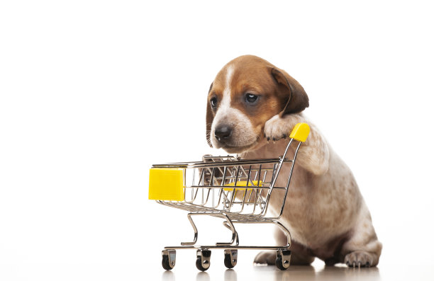 狗车白色背景的图像图片下载