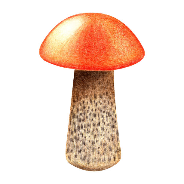 蘑菇白杨牛肝菌属图片下载