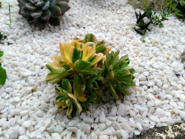 美美的幼苗图片下载