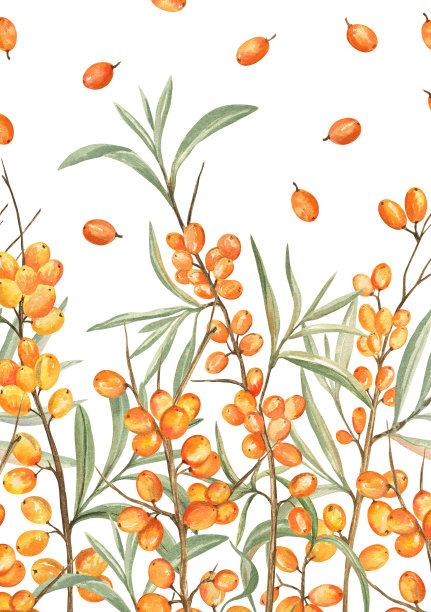 用沙棘手绘贺卡设计。水彩插图，A5大小图片下载