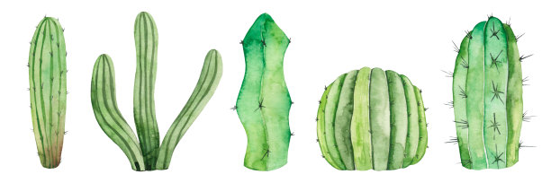 水彩集仙人掌孤立在白色背景上。热带珍奇的植物。“五月五日”节。图片下载