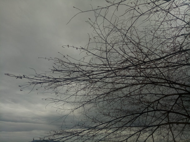 天空背景下树枝的剪影图片下载