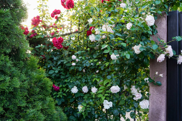 美丽的乡村小屋前的玫瑰花园图片下载