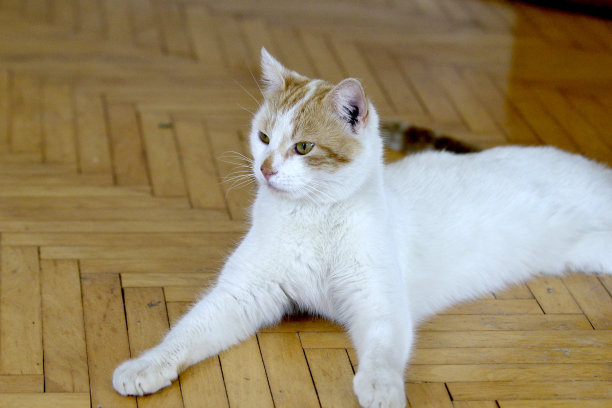 猫的脸与肖像图片下载