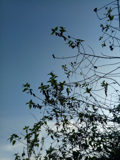 天空背景下树枝的剪影图片下载