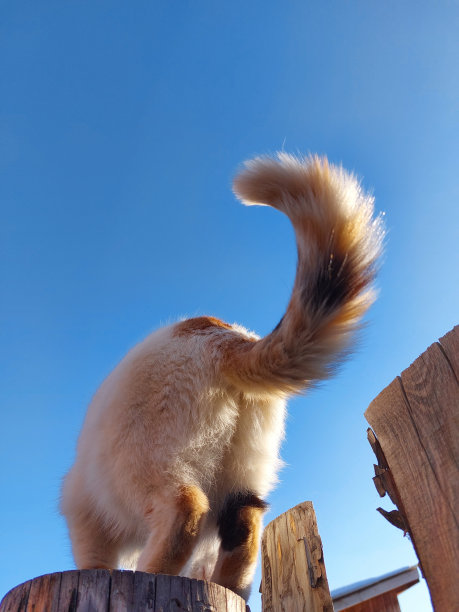 可爱的猫毛茸茸的屁股和尾巴图片下载