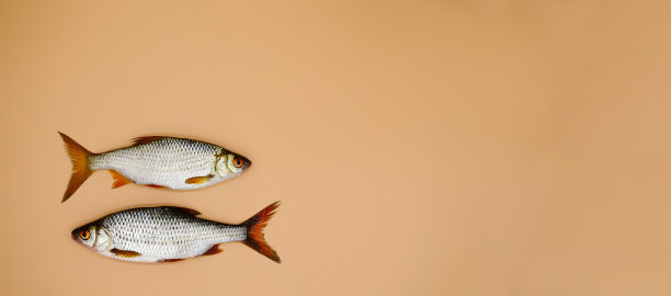 两条鱼河蟑螂在橙色的背景与复制空间。厨房概念，食品准备，商店橱窗，市场。钓鱼的概念,解决。横幅。图片下载