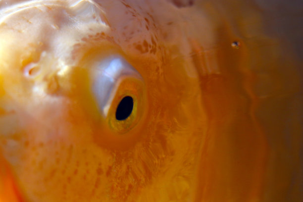 日本金鱼缸鲤鱼“Nishiki-goi”在水下游泳，眼睛特写微距摄影。图片下载