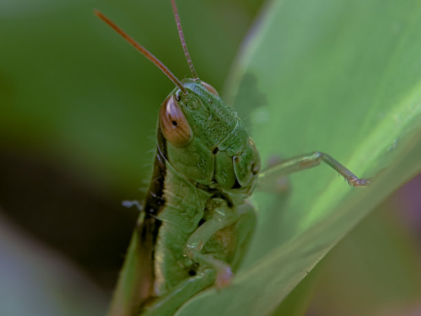 蚱蜢Oxya图片下载