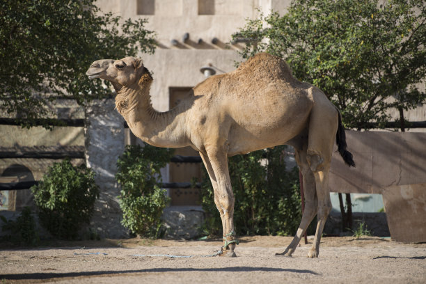 骆驼在多哈。图片下载