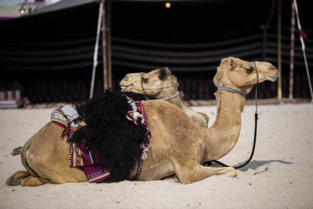 骆驼在多哈。图片下载
