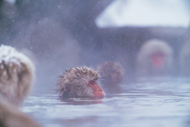 2022年2月，长野冬季，日本猕猴与雪共舞图片下载