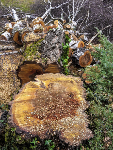 树桩，树木砍伐，木片，砍树砍到长度锯图片下载