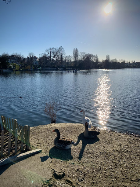 鹅坐在湖边。图片下载