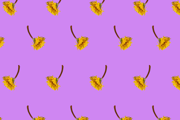 蒲公英创造性地安排在粉红色的背景上，春天生动的背景图片下载