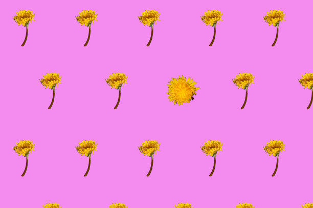 蒲公英到处都是背景，一个个从不同的角度呈现出美丽生动的春天背景图片下载