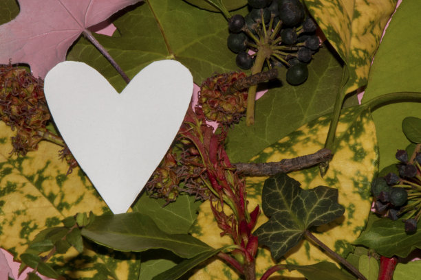 五彩的树叶和白色的心作为复制空间艺术自然的春天背景图片下载