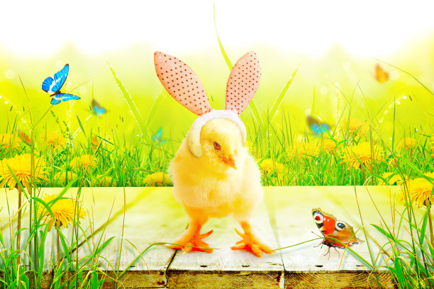 复活节庆祝活动的可爱新生小鸡。图片下载