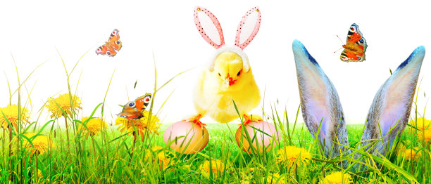 复活节庆祝活动的可爱新生小鸡。图片下载