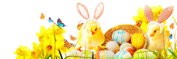 复活节庆祝活动的可爱新生小鸡。图片下载