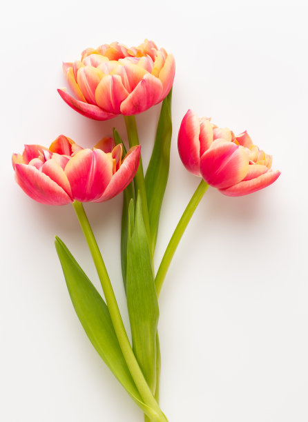 春天的花朵，粉彩背景上的郁金香。怀旧复古的风格。图片下载