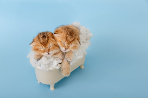 浴缸里有两只有趣的栗鼠小猫。图片下载