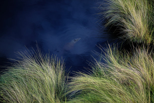 航拍的鳄鱼在泻湖图片下载