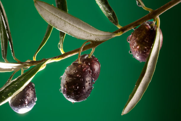 用新鲜的橄榄封闭橄榄枝图片下载