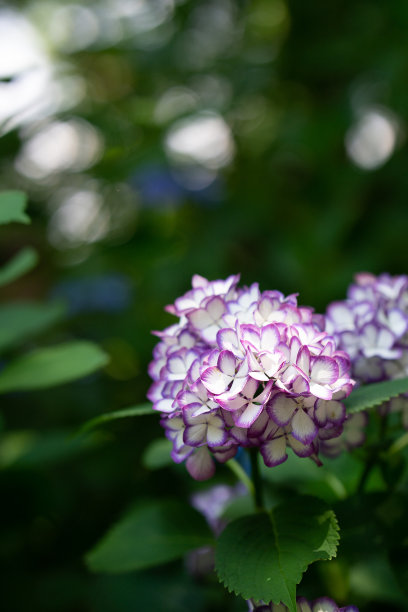 白色和紫色绣球花图片下载