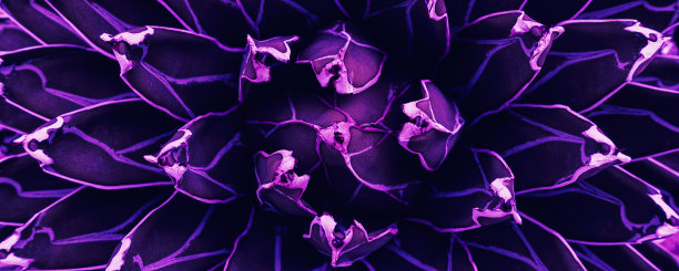 紫色龙舌兰叶的背景图片下载