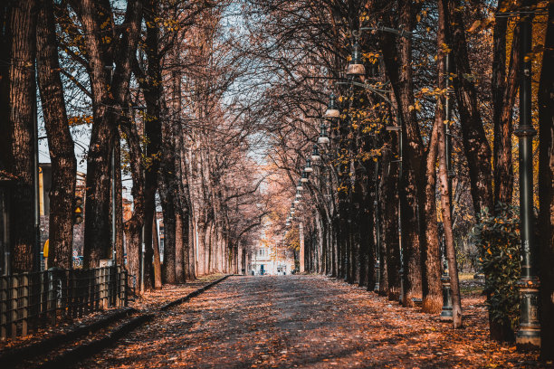 意大利都灵，公园街道两旁的黑树图片下载