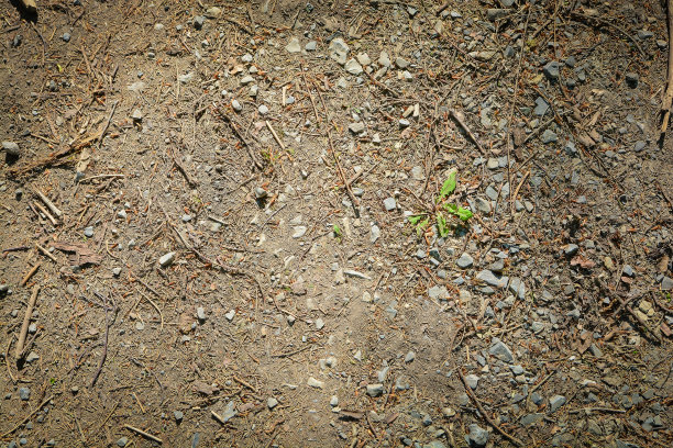 森林泥土泥土石头地面棕色的底部图片下载