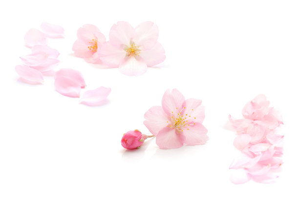 樱花孤立日本天然粉红色，花瓣白色，背景，春天抽象摄影图片下载