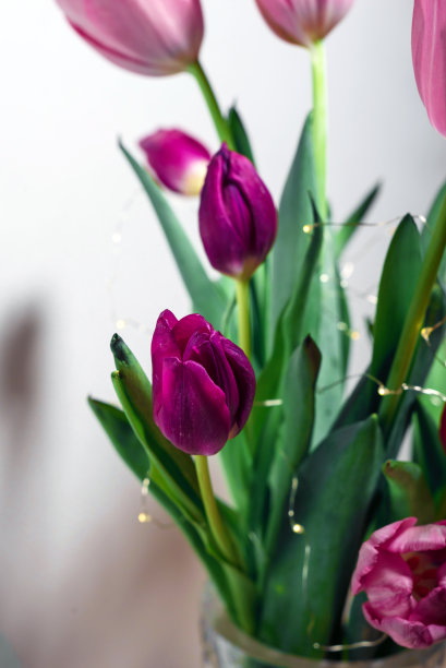 一束美丽新鲜的盛开的郁金香图片下载