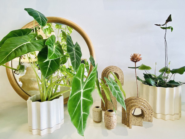 植物和陶瓷的内部架子图片下载