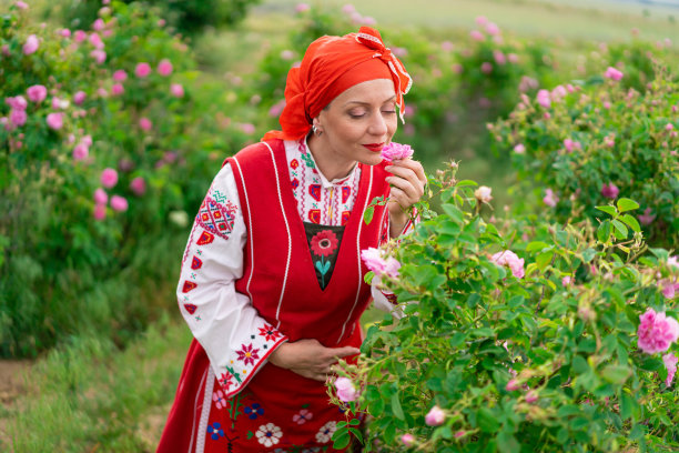 穿着传统保加利亚服装的中年妇女享受着含油玫瑰(大马士革玫瑰)的香味。玫瑰采收、精油生产图片下载
