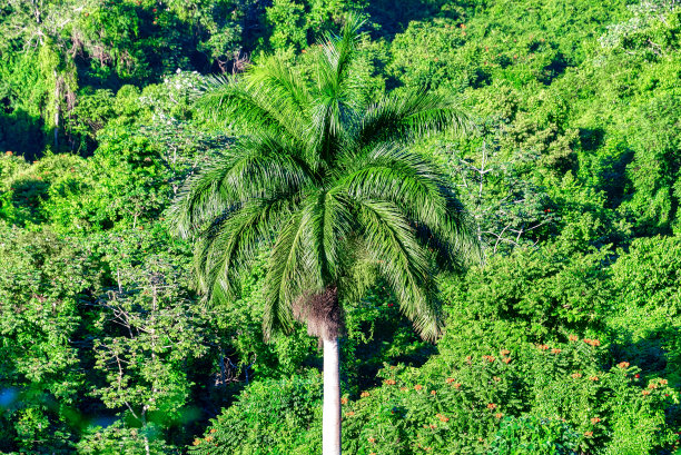 白天的热带风景图片下载