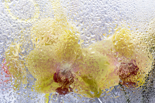 玻璃后面开着黄色的兰花图片下载