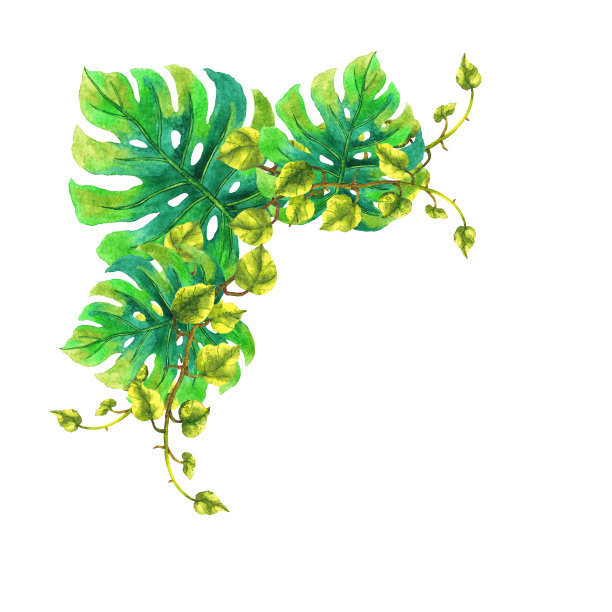 Monstera, epipremum热带花卉花叶模板框架水彩画插图设计卡片背景婚礼邀请装饰艺术图案图片下载