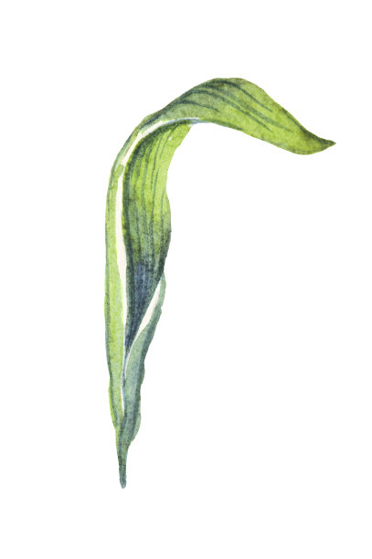 绿色的叶子。水彩插图。手绘图片下载