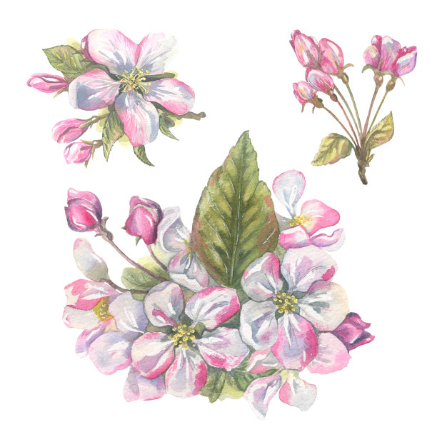 水彩插画是一组开花的果树元素图片下载